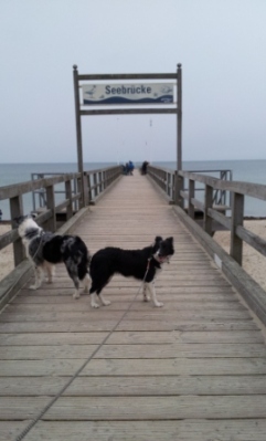 Stranden med den lange badebro. Her står Kizz Me og Pizz og kigger. 
