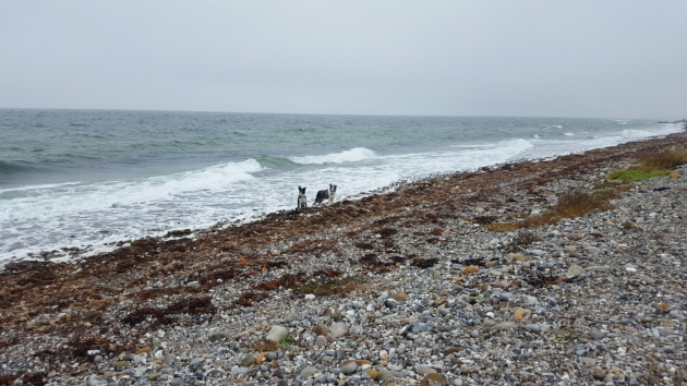 Hundene havde en herlig tur på Samsø. Dette billede er taget på Lushage.
